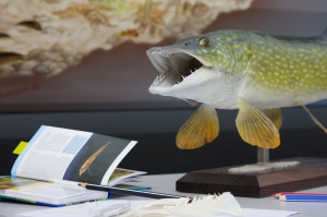 Foto des Fischereiverbandes: Hecht auf Schreibtisch